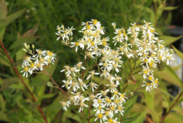 Aster umbellatus  bestellen